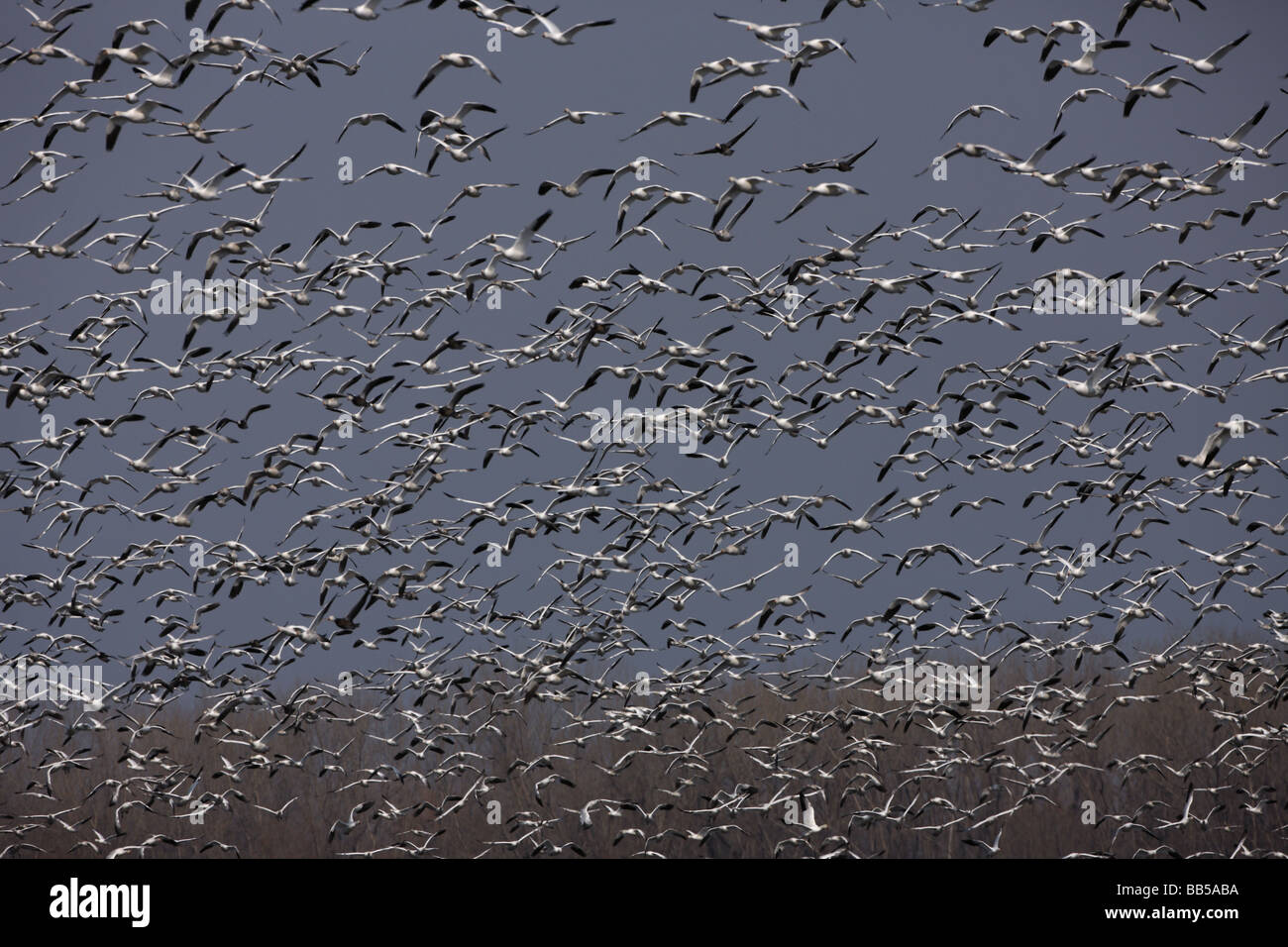 L'Oie des neiges (Chen caerulescens) NY - USA grand groupe en vol - Montezuma Wildlife Refuge Banque D'Images