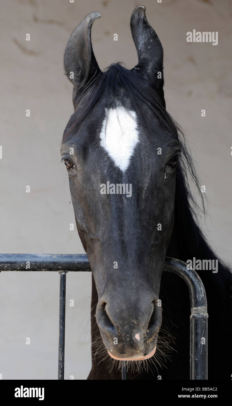 Un marwari horse se trouve dans un décrochage. Le cheval a la caractéristique en forme de lyre pointant vers l'intérieur des oreilles. Banque D'Images