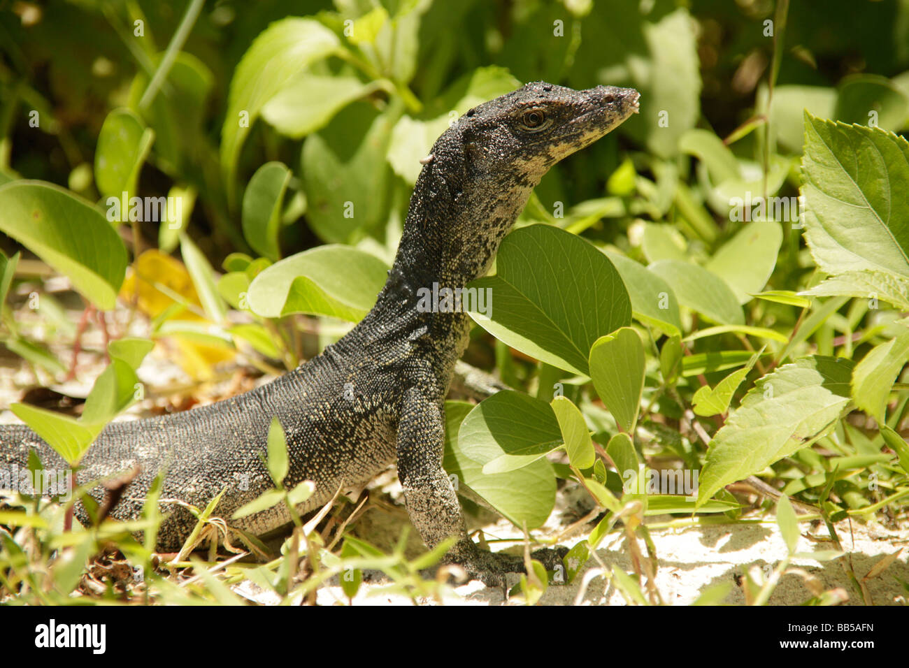 Varan à la plage sur l'île de Pulau Mamutik dans le Parc National de Tunku Abdul Rahman près de Kota Kinabalu Sabah Malaisie Bornéo Banque D'Images