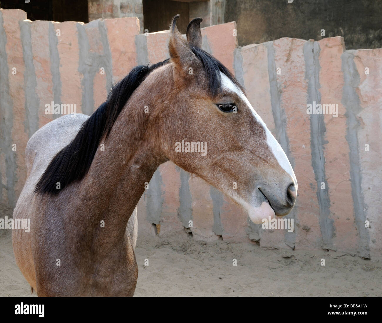 Un marwari horse se tient dans une enceinte faite de dalles de pierre. Le cheval a la caractéristique en forme de lyre pointant vers l'intérieur des oreilles. Banque D'Images