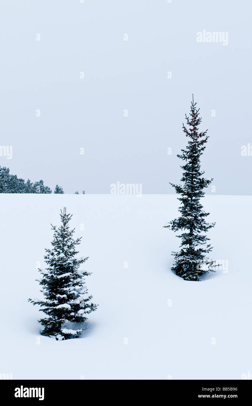 Sapins dans un paysage de neige dans le parc national Banff au Canada Banque D'Images