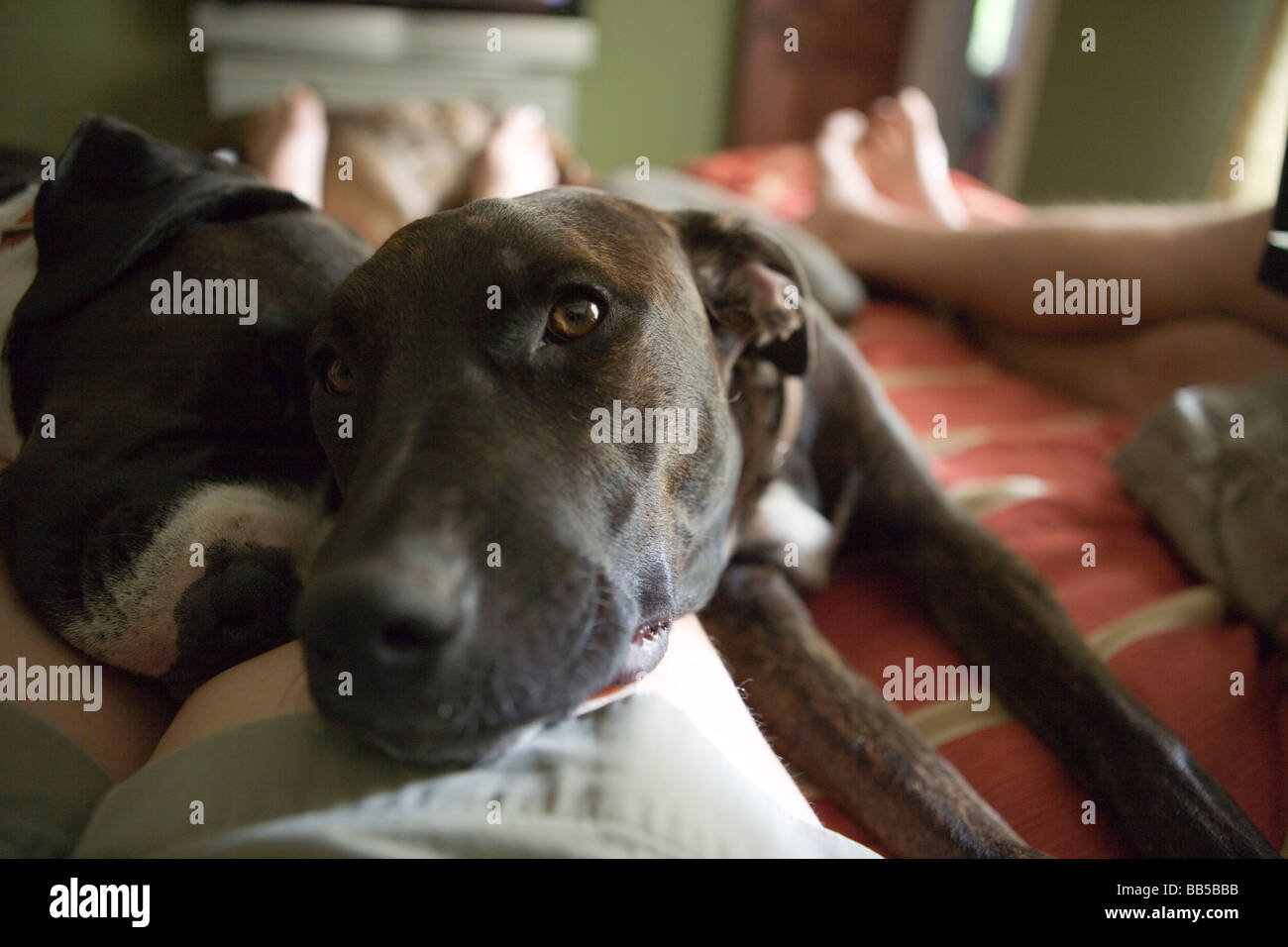 Close up de deux chiens en appui sur la jambe, portant sur lit dans la chambre, un contact visuel avec l'appareil photo Banque D'Images