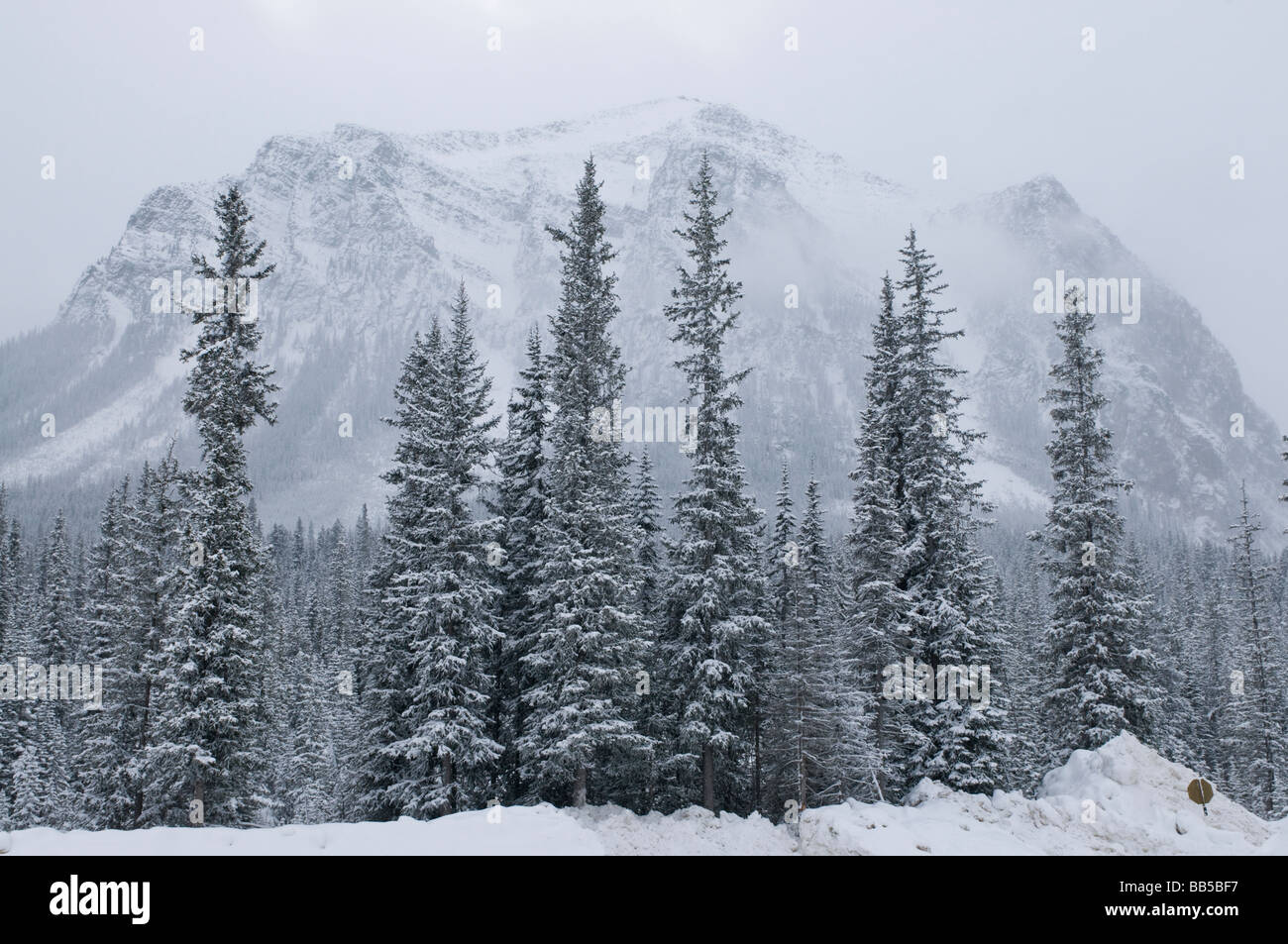 Sapins dans un paysage de neige dans le parc national Banff au Canada Banque D'Images