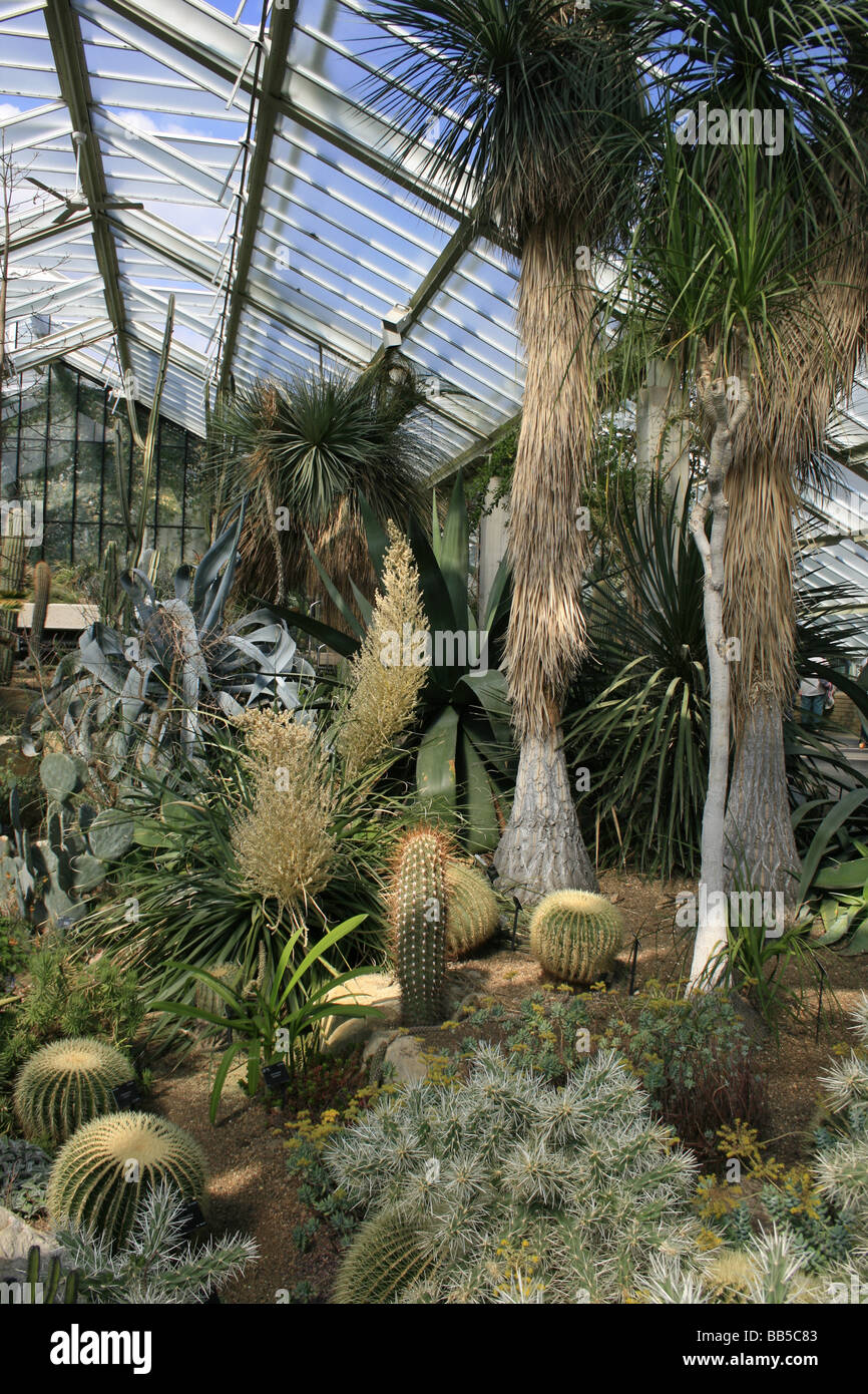 La collection de cactus dans le Princess of Wales conservatory à Kew Gardens, Londres Banque D'Images