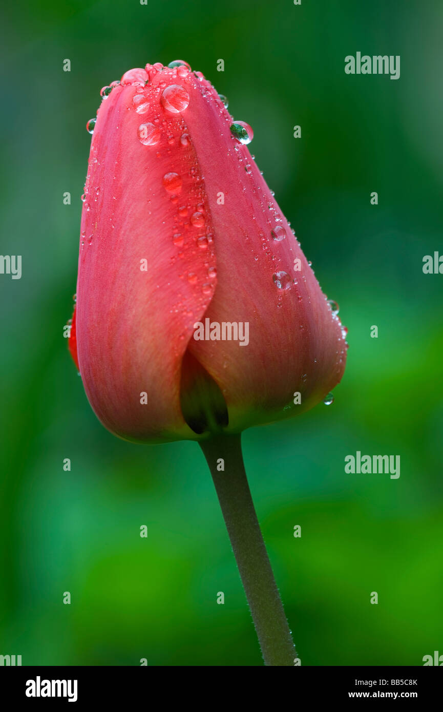 Tulipes rouges sur fond vert avec des gouttes de pluie. Banque D'Images