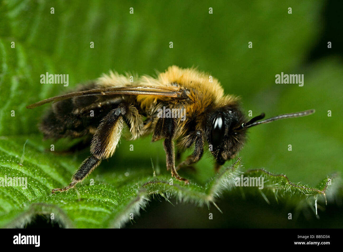 Un mineur bee reposant sur une ortie Banque D'Images