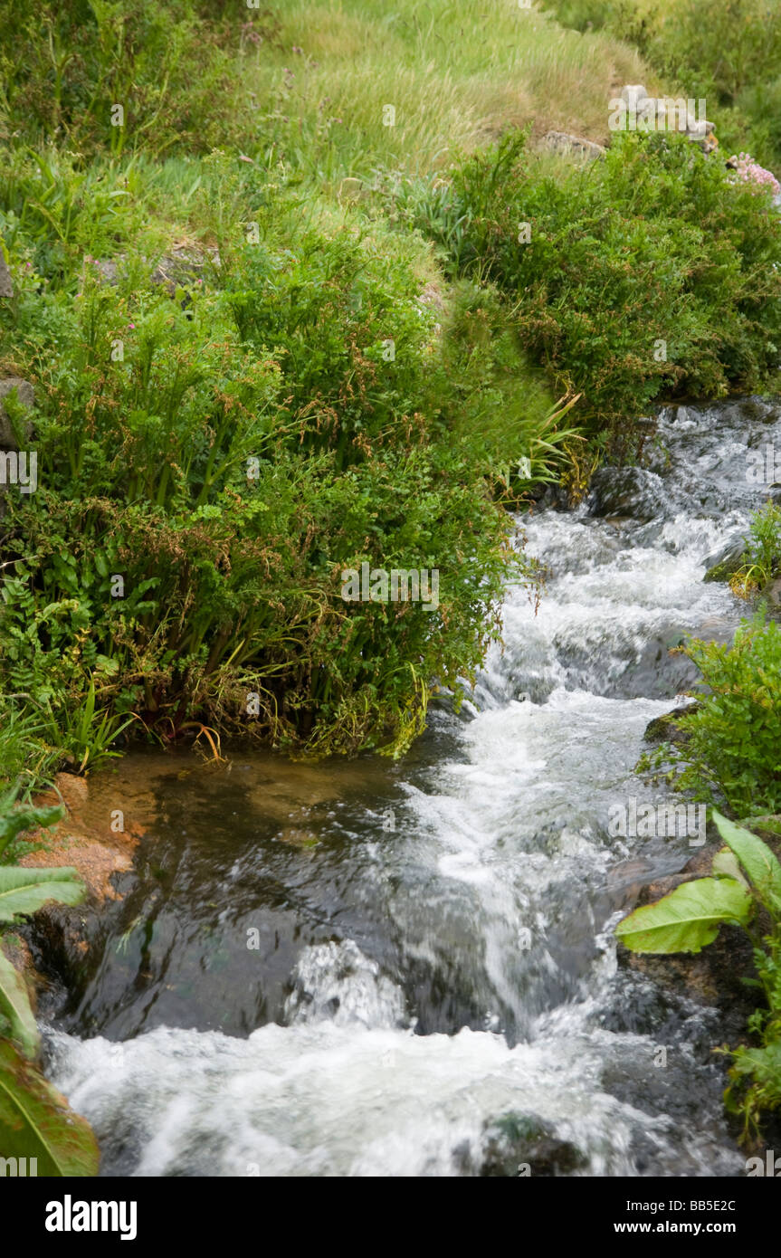 Ruisseau coule à travers les fleurs mortes sur les bords de la rivière Banque D'Images