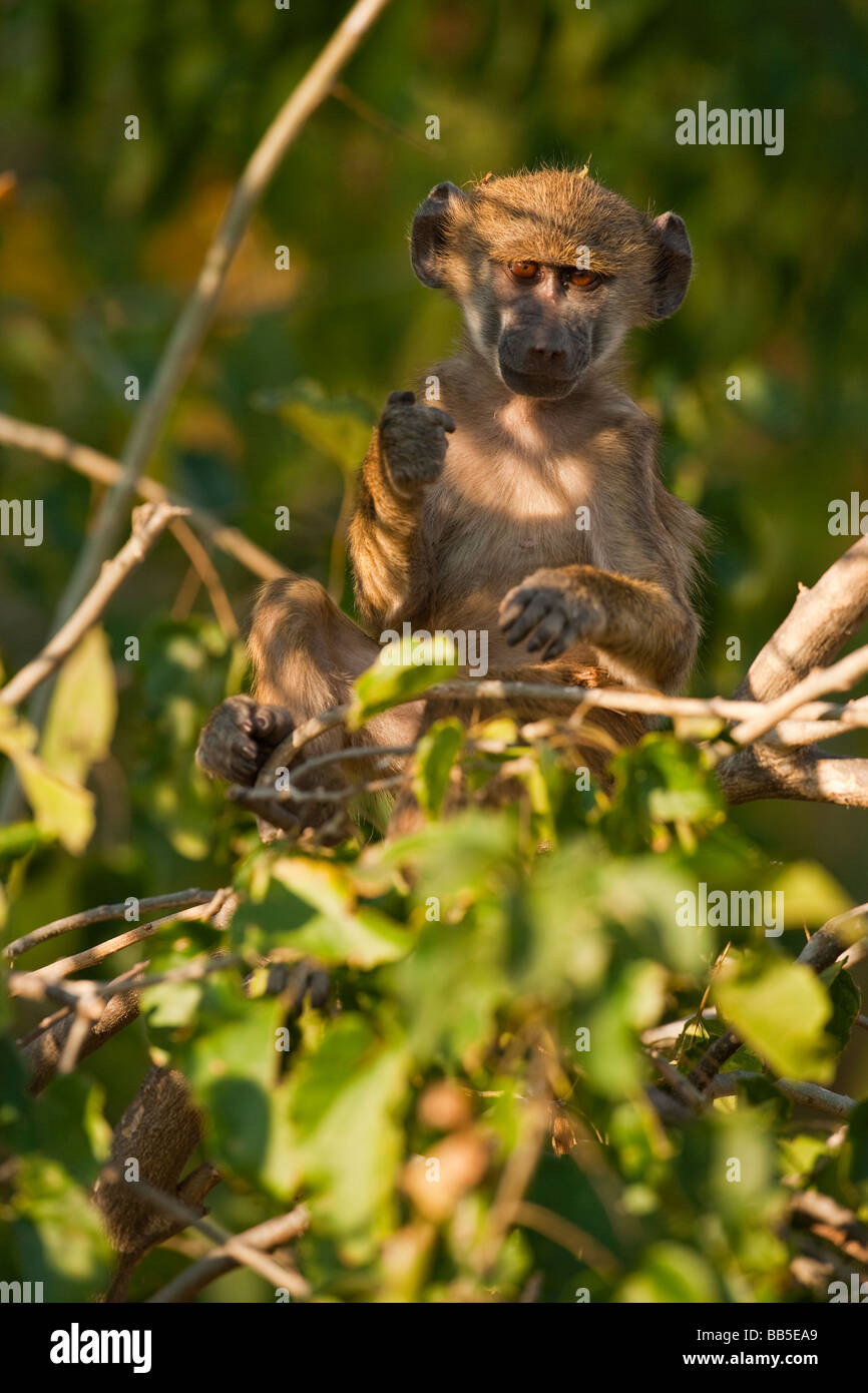 L'Afrique de l'adorable singe-araignée assis dans l'arbre en regardant la lumière gris doux yeux afficheur éclairé par un soleil couchant jouant Banque D'Images