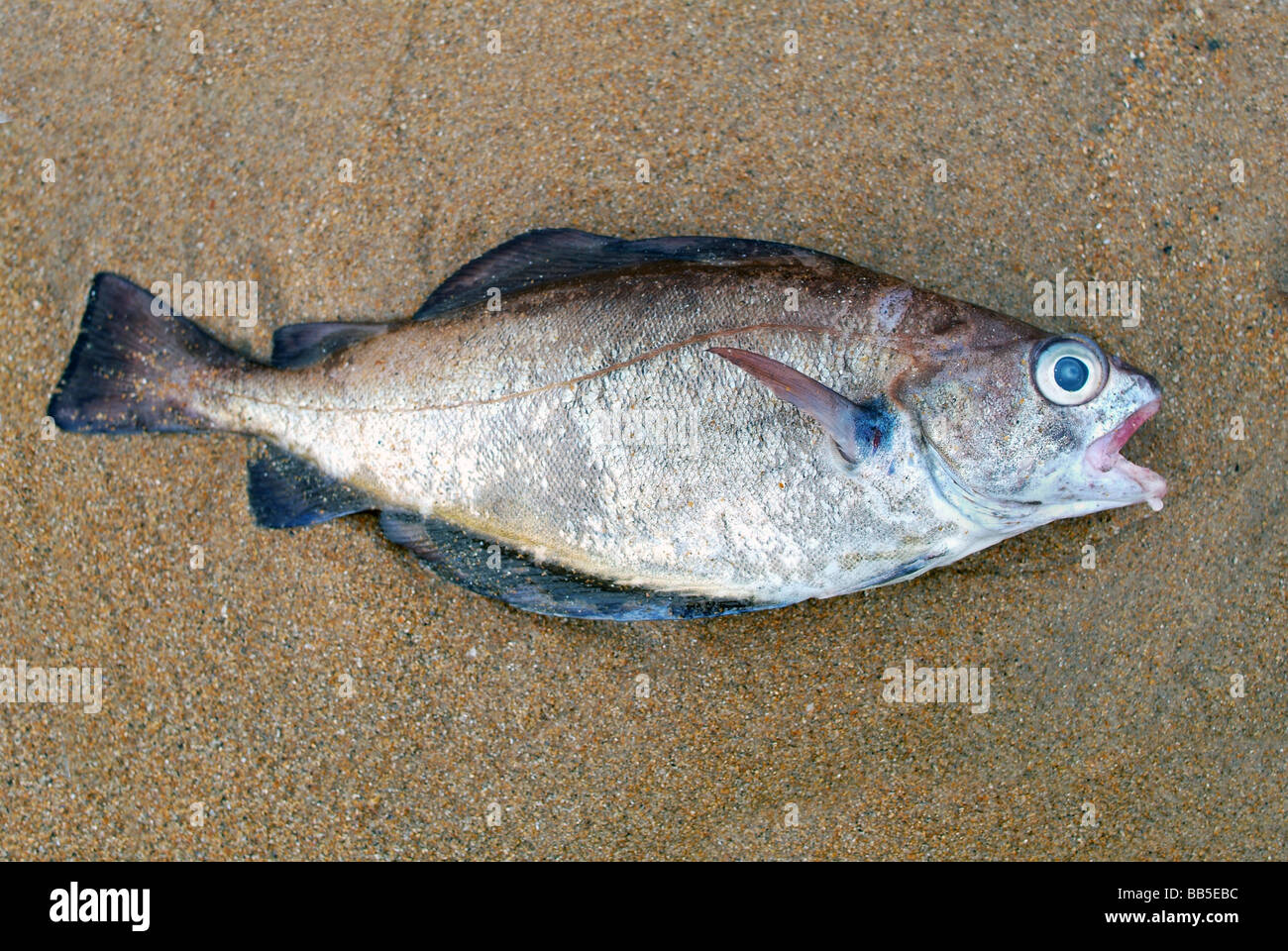 Un poisson mort échoué sur une le sable Photo Stock Alamy