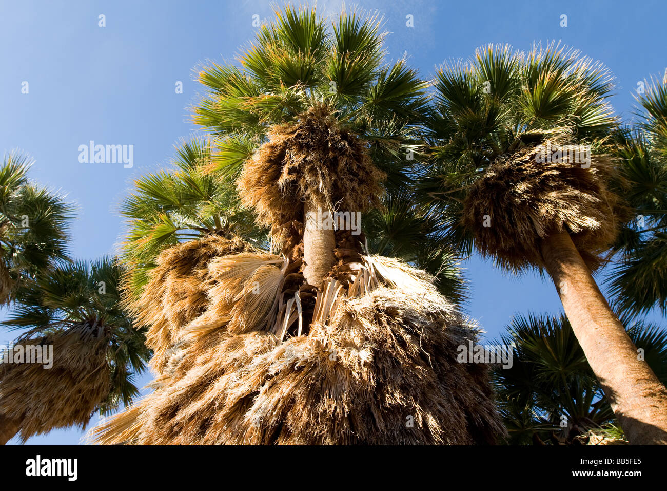 La lumière de fin d'après-midi, les palmiers de la Californie Anza Borrego, Desert State Park Banque D'Images