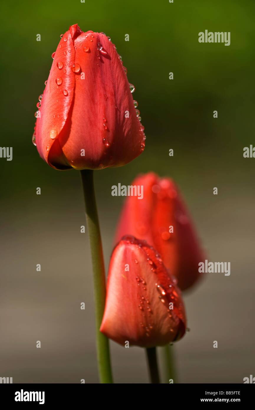 Tulipes avec trois gouttes de pluie. Banque D'Images