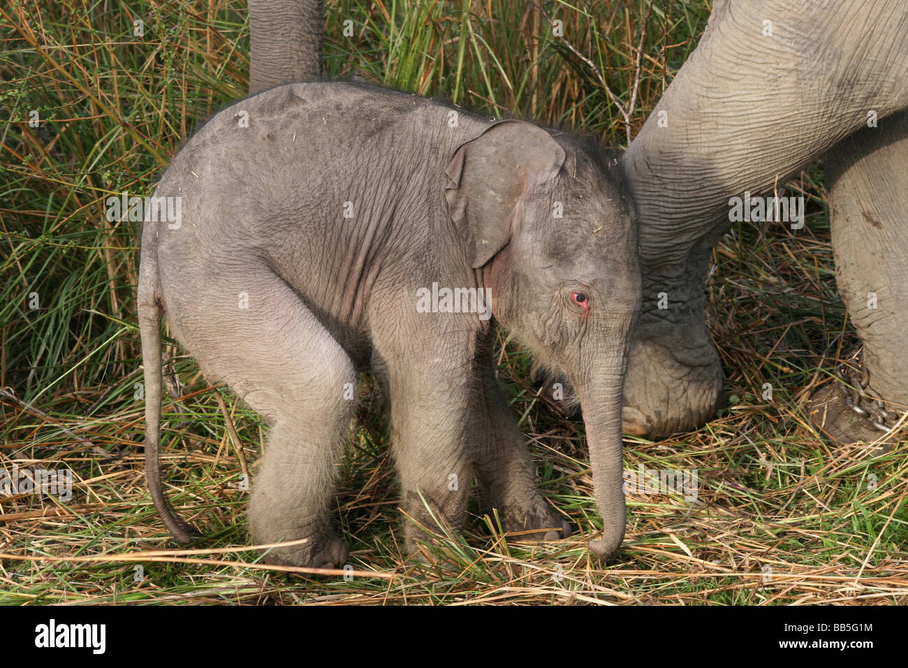 Trois jours d'éléphants indiens Elephas maximus indicus prises dans le parc national de Kaziranga, Assam, Inde Banque D'Images