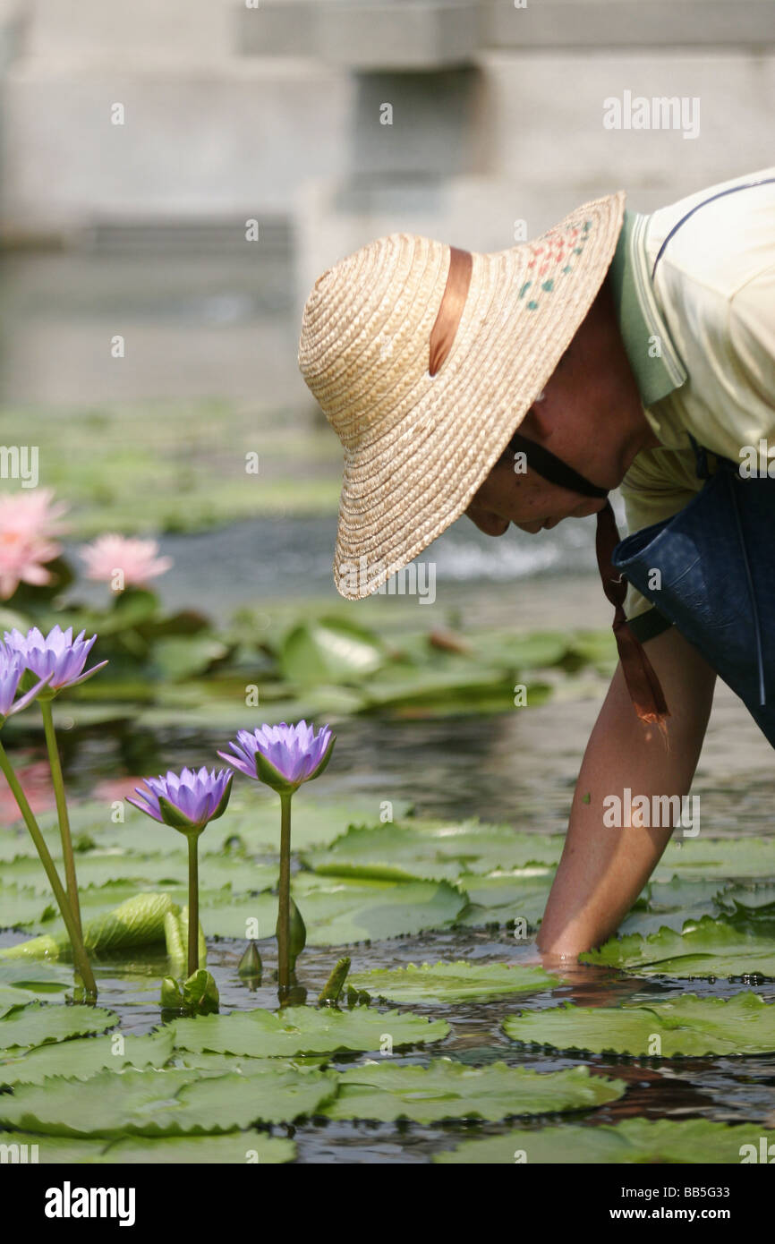 Un travailleur tend l'étang au temple bouddhiste de Wong Tai Sin avec des fleurs de lotus visible Banque D'Images