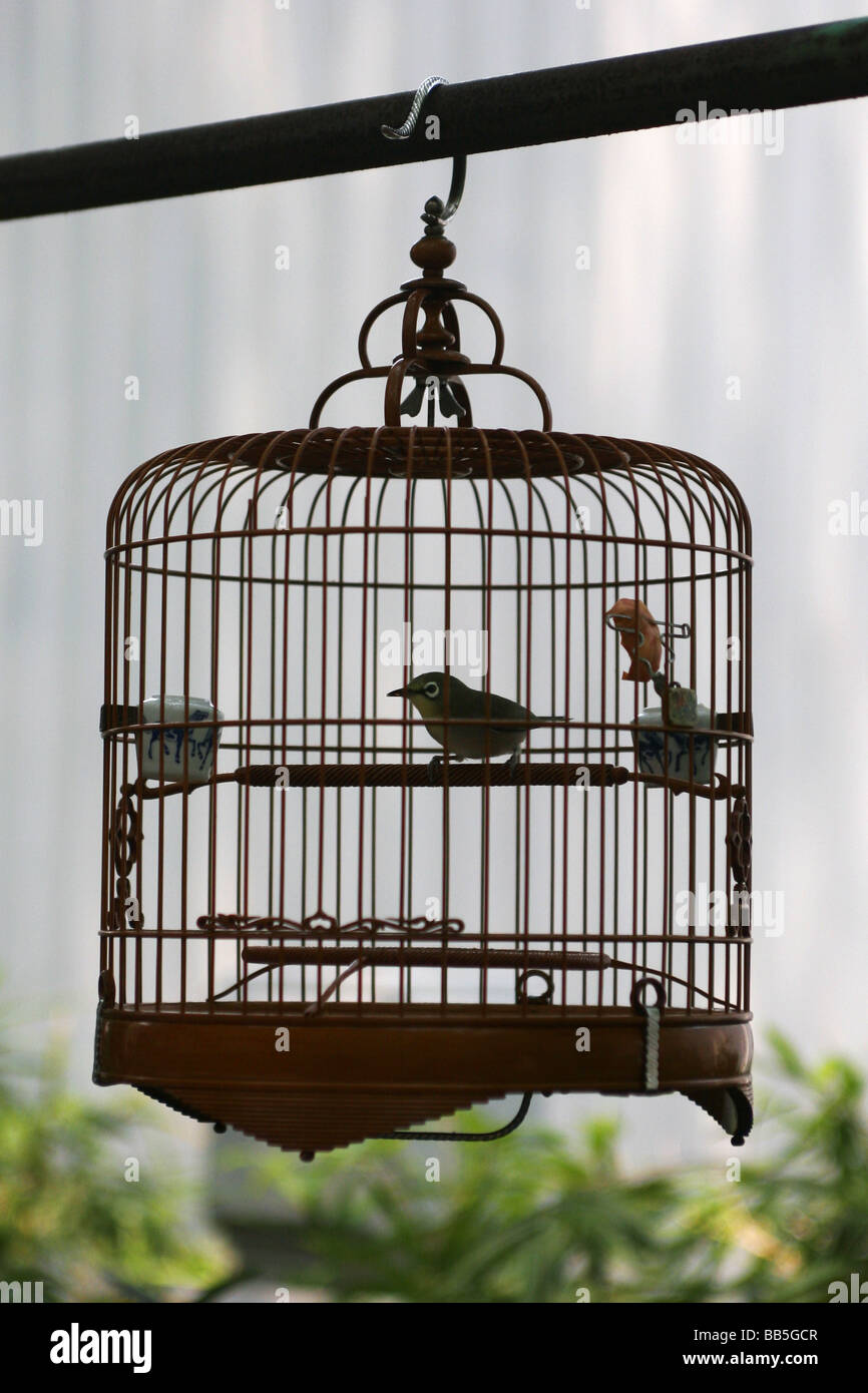 Un oiseau à vendre dans des cages à oiseaux dans le marché de Kowloon, Hong Kong. Banque D'Images