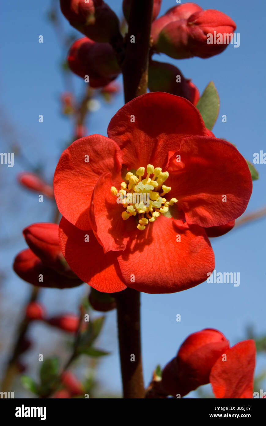 Chaenomeles speciosa, Japonica Banque D'Images