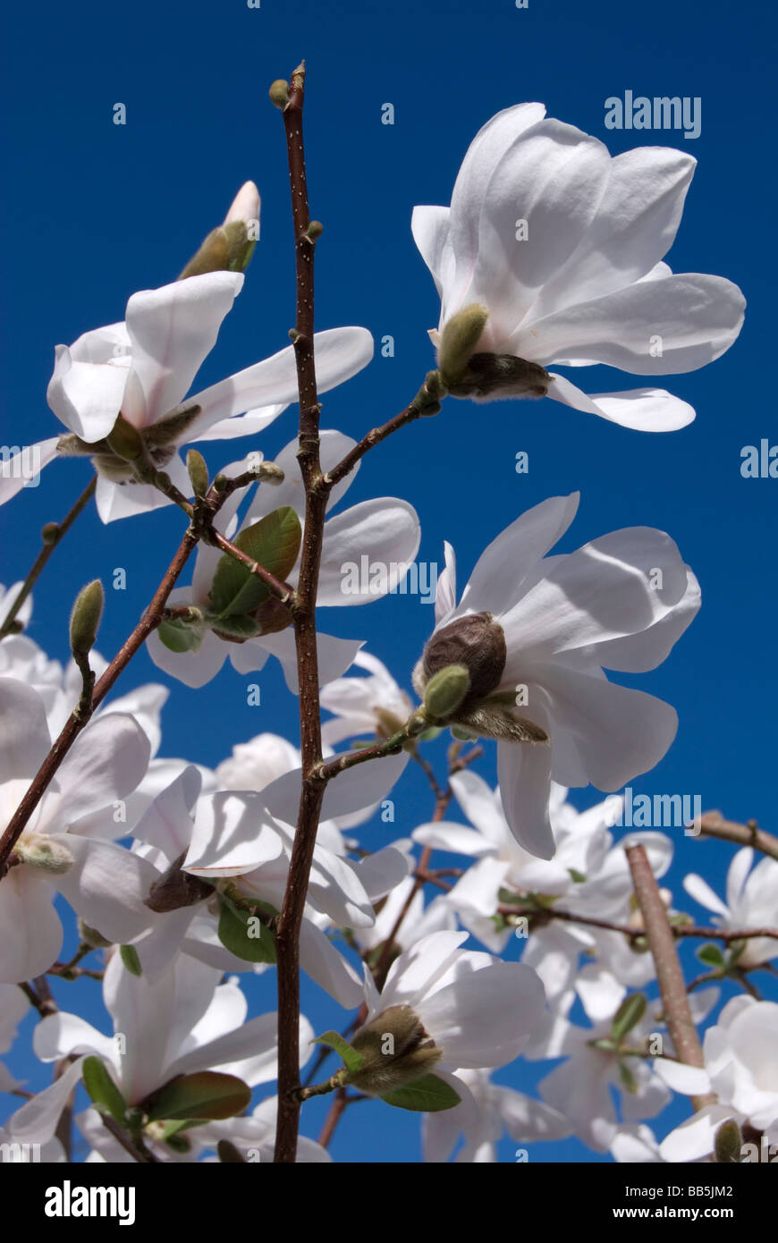 Magnolia x loebneri 'Merrill' Banque D'Images