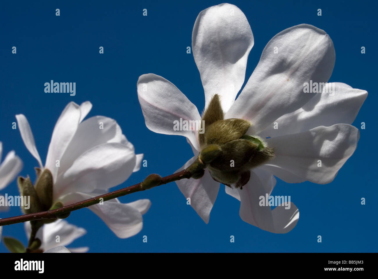 Magnolia x loebneri 'Merrill' Banque D'Images