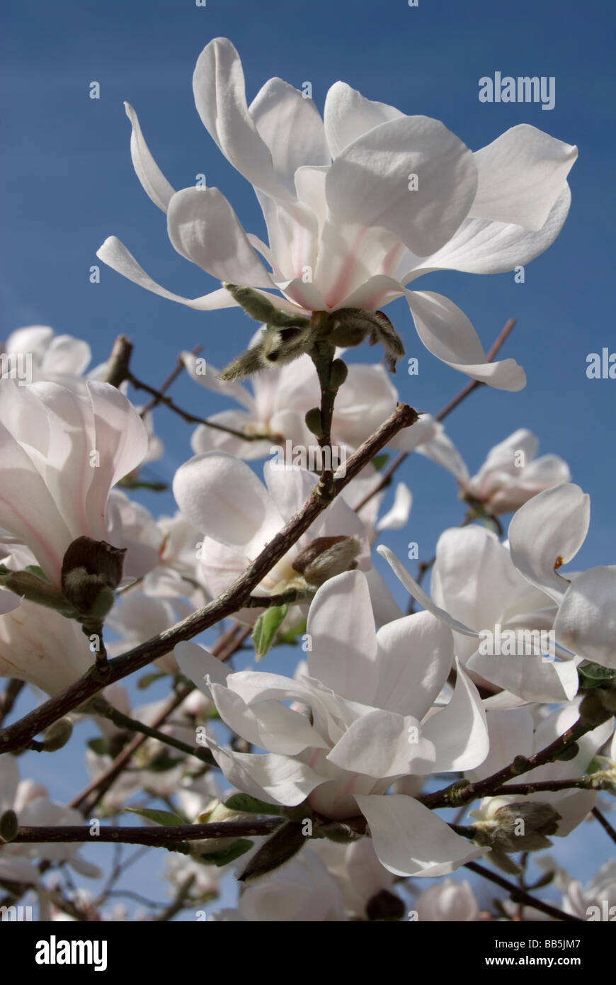 Magnolia x loebneri 'Merrill' Banque D'Images