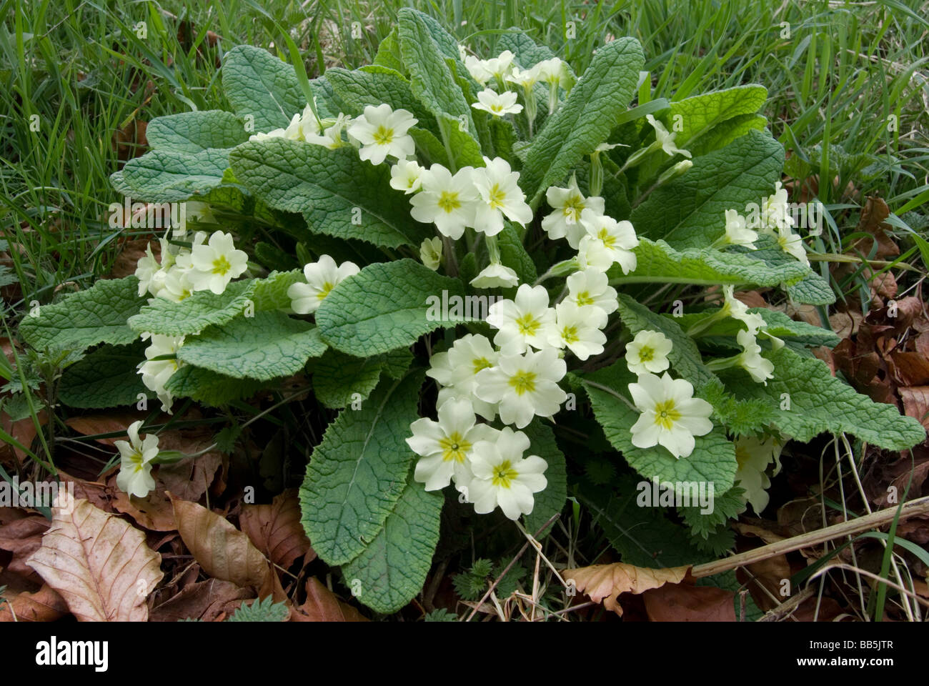 Primula vulgaris, Primrose Banque D'Images