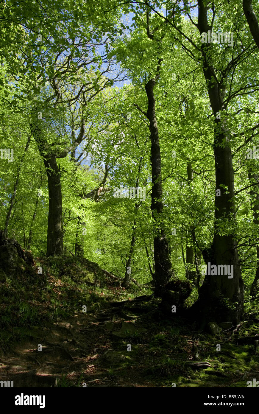 Les arbres en bois Highmeadow, vallée de la Wye, Angleterre Banque D'Images