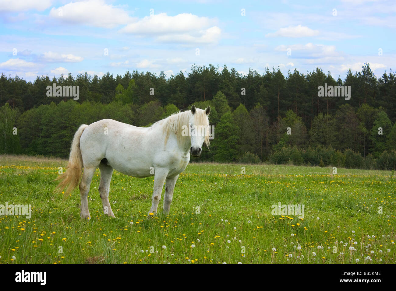 Cheval blanc sur la prairie Banque D'Images
