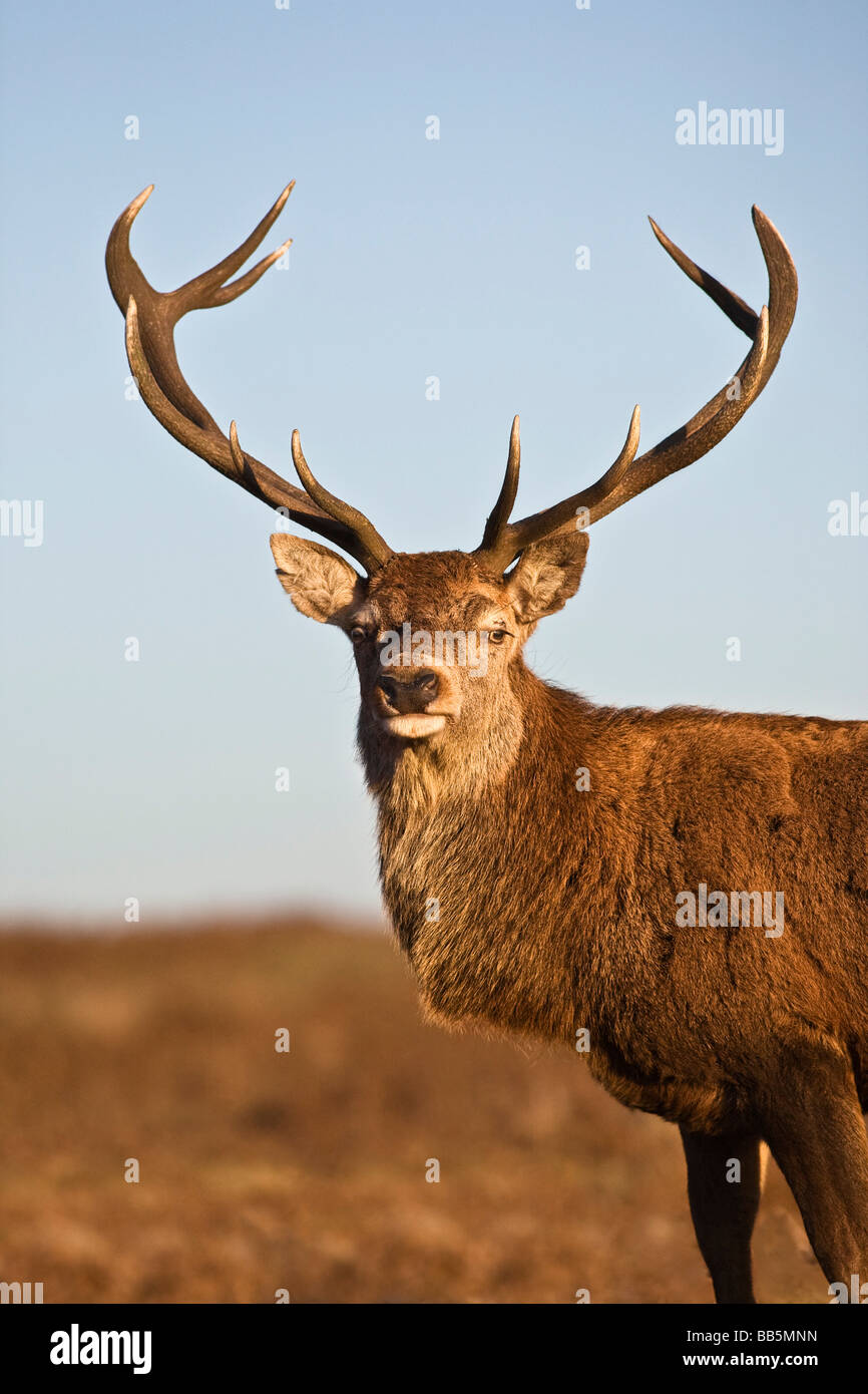 Red Deer, portrait des animaux Banque D'Images