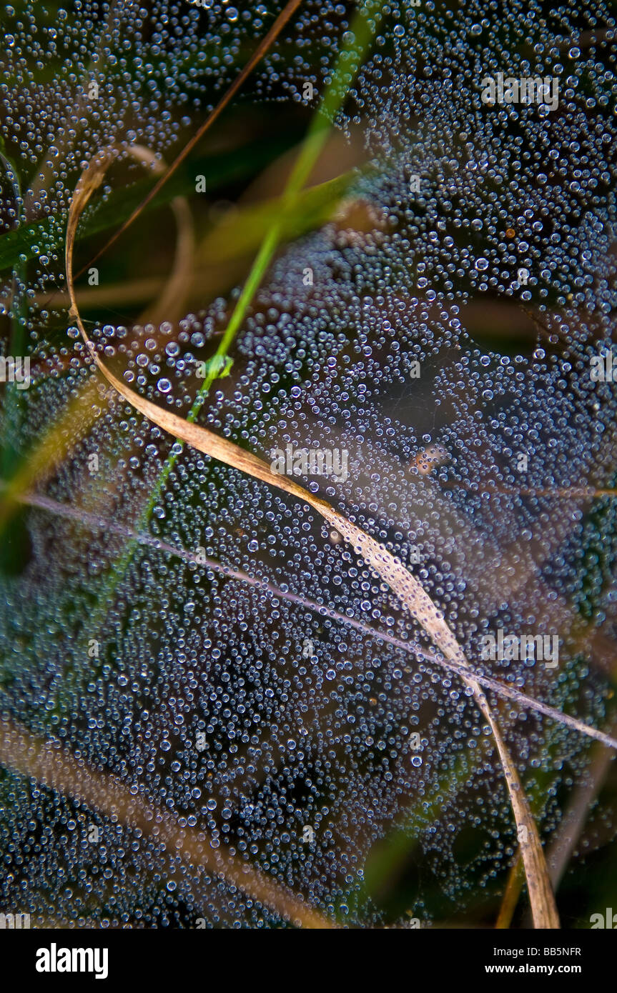 Les gouttelettes de rosée accroché sur un web araignées dans l'herbe Banque D'Images