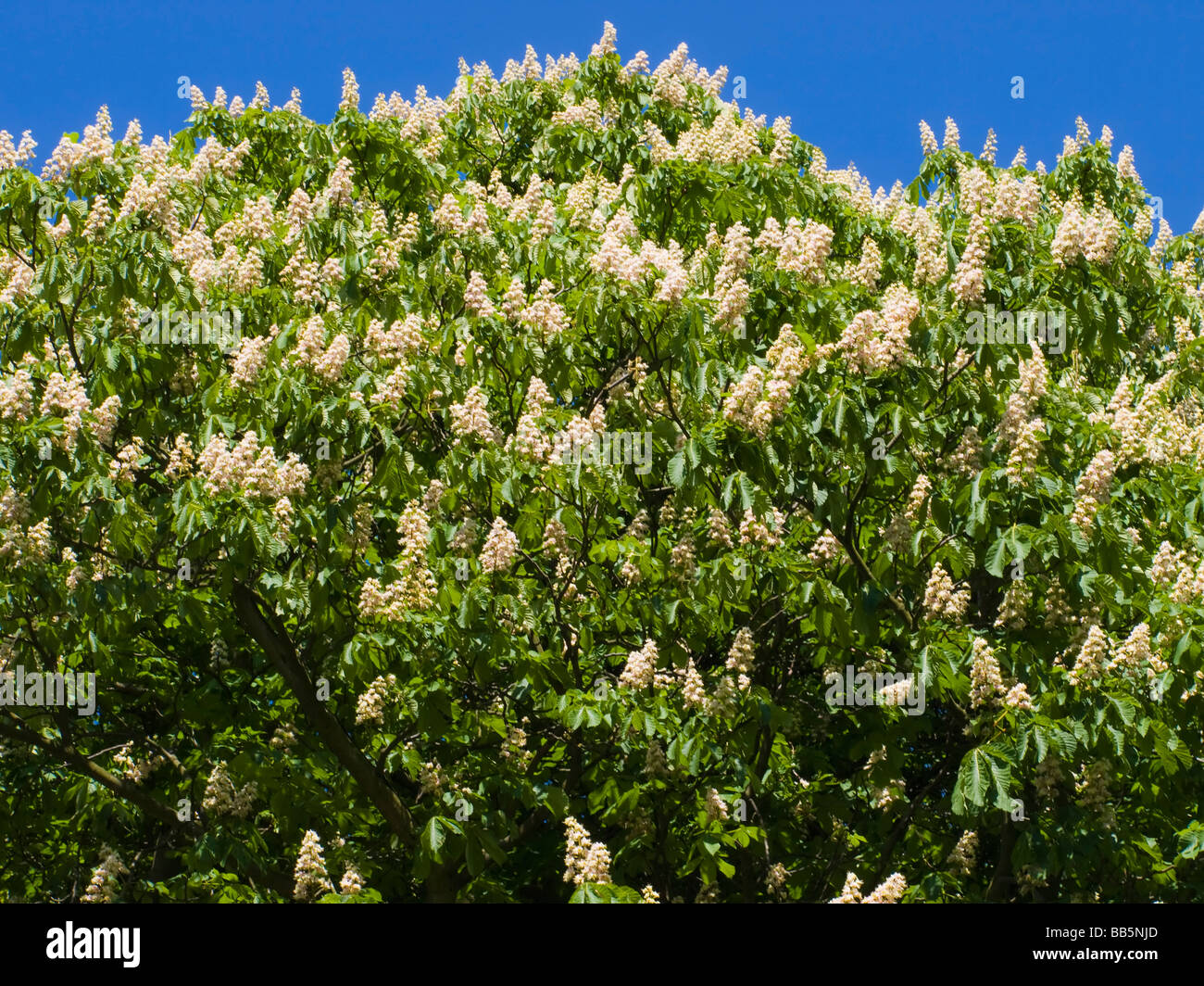 Le marronnier en fleurs arbre dans le soleil d'été Banque D'Images