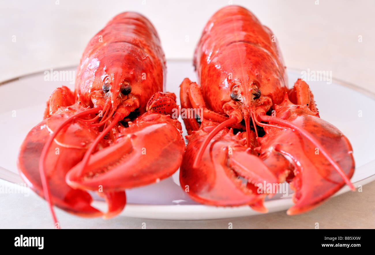 Homard Banque D'Images
