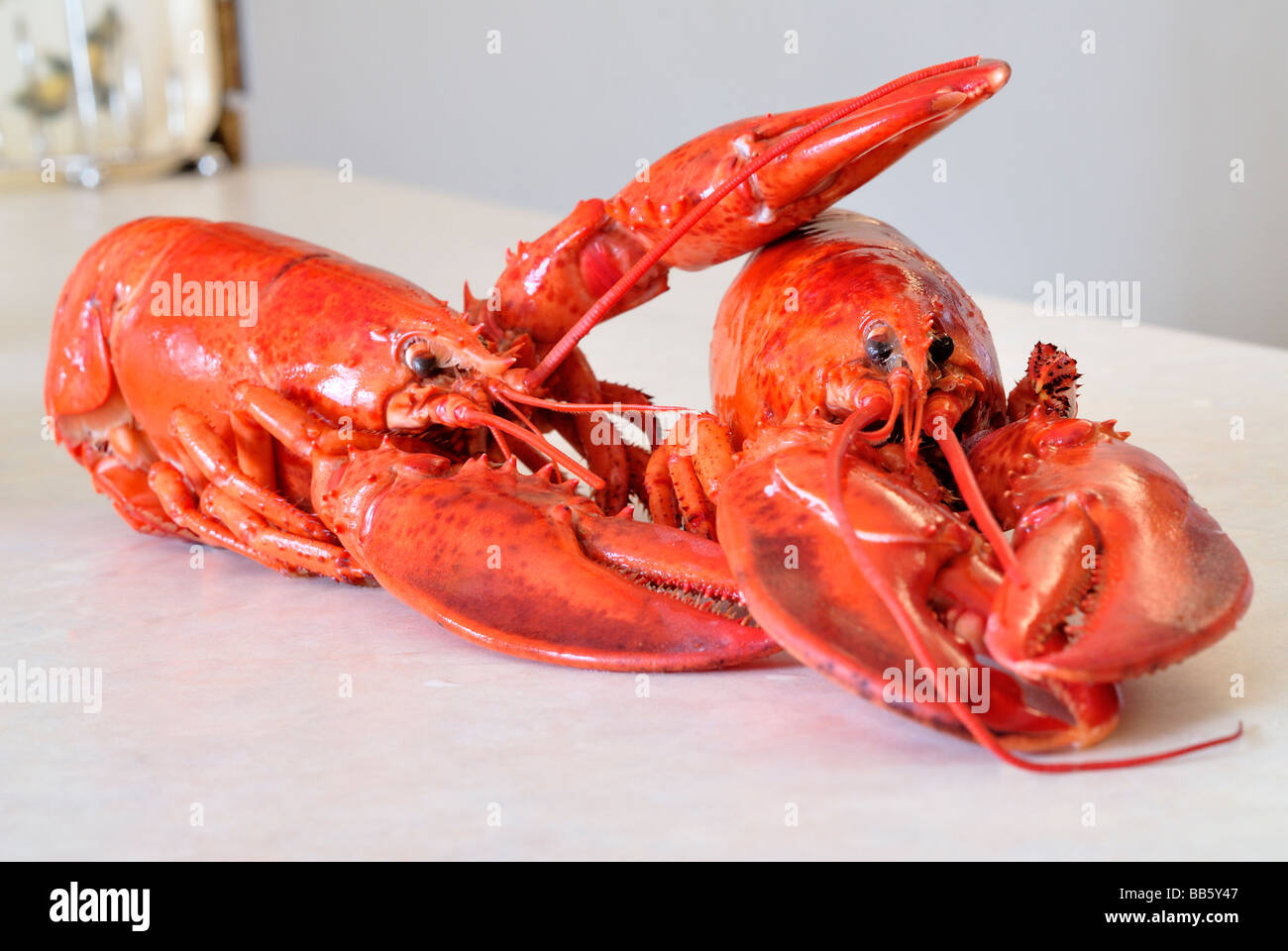 Homard Banque D'Images