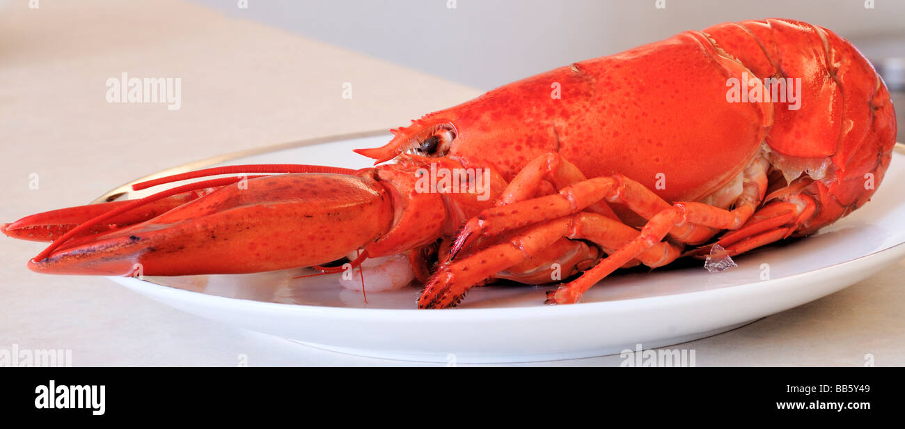 Homard Banque D'Images