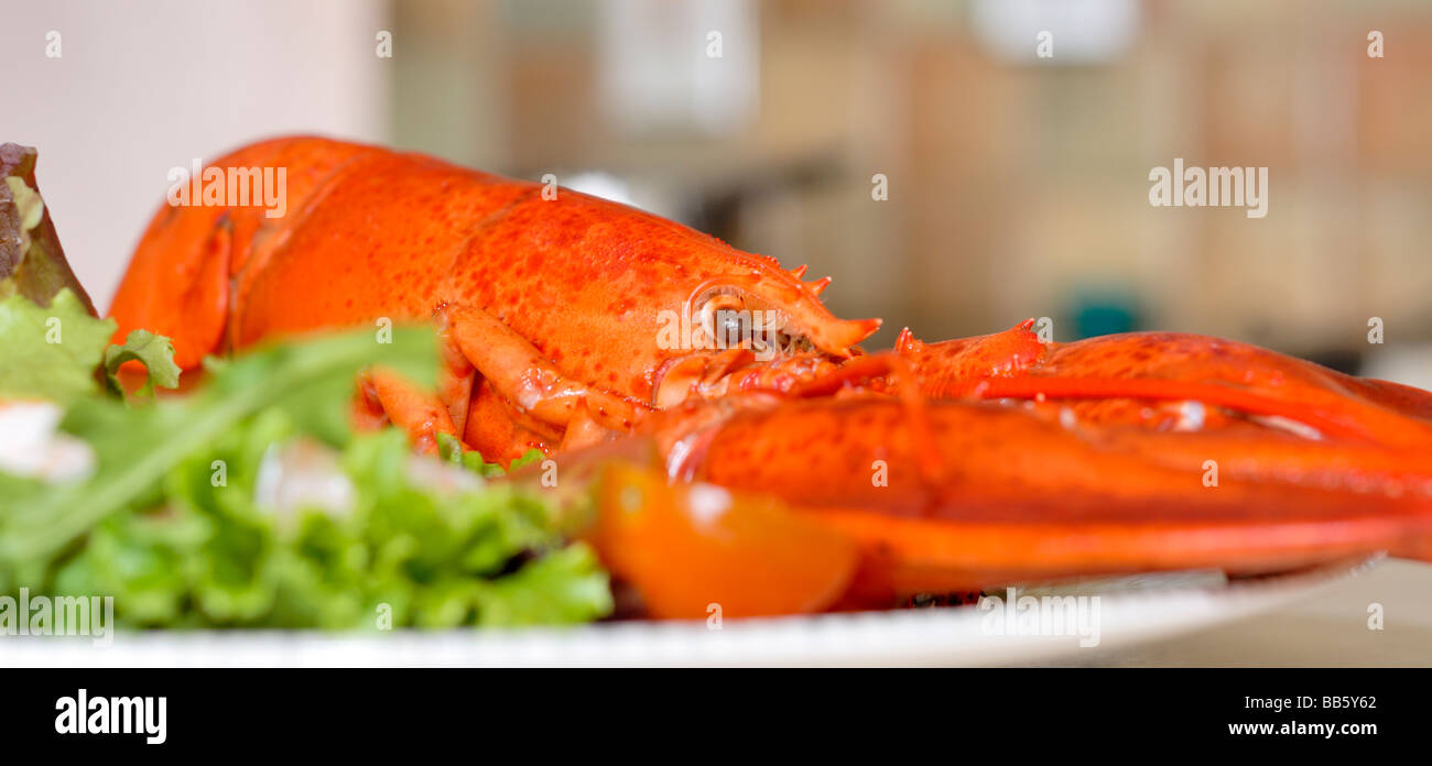 Homard Banque D'Images