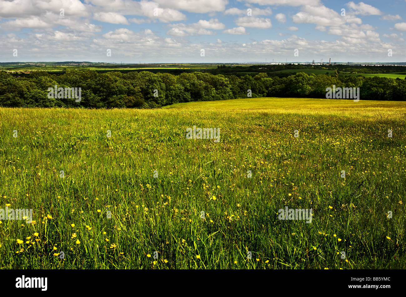 Une prairie de Langdon Hills Country Park dans l'Essex. Banque D'Images