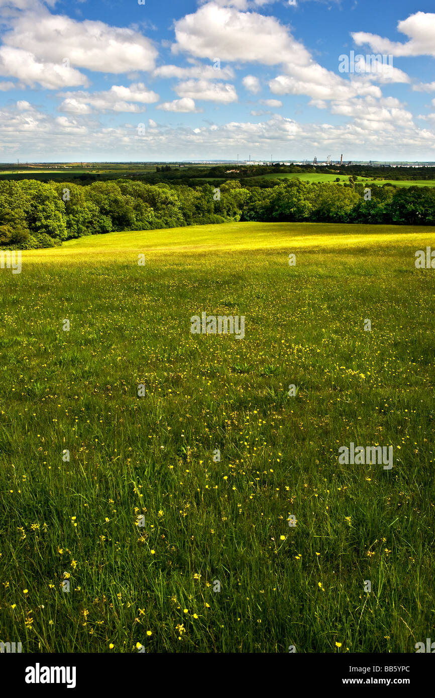 Une prairie de Langdon Hills Country Park dans l'Essex Banque D'Images