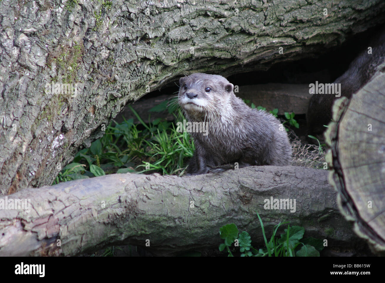 Une loutre sur la terre ferme. Banque D'Images