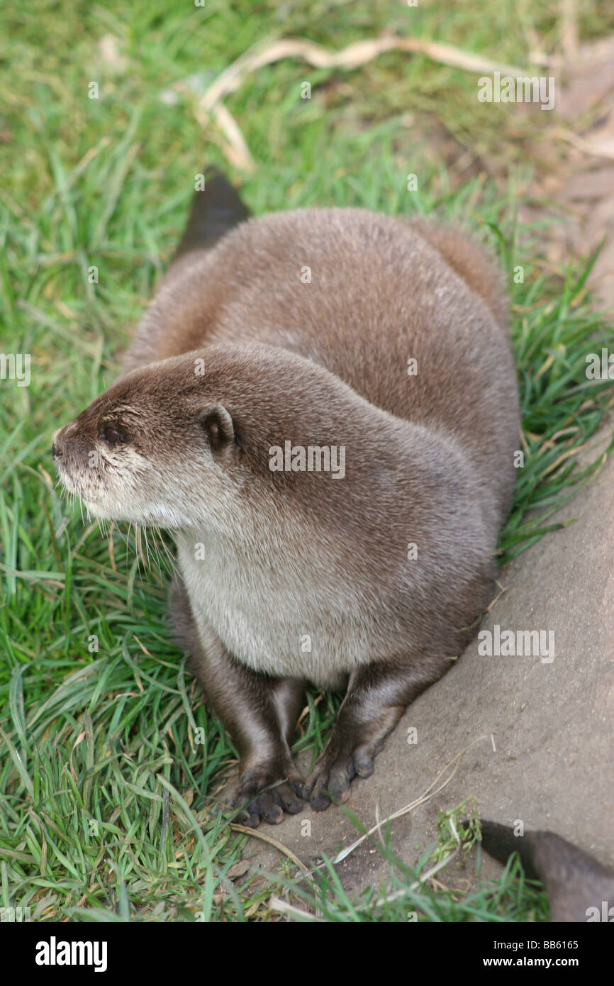 Une loutre Banque D'Images