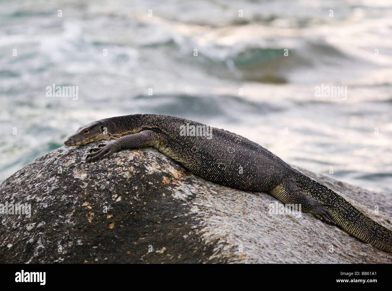 Varan (Varanus niloticus) grand adulte repose sur boulder en Malaisie Bornéo mer Banque D'Images