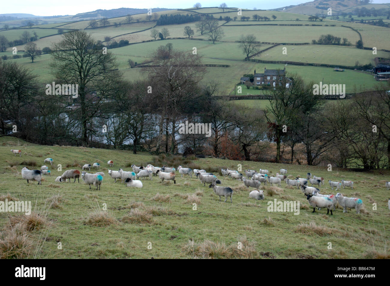 Moutons paissent une colline dans le Peak District Banque D'Images