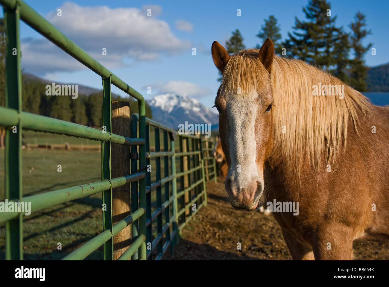 Un projet de cheval dans la vallée de Methow, près de Washington USA. Mazama Le Nord de la chaîne des Cascades peut être vu dans l'arrière-plan. Banque D'Images