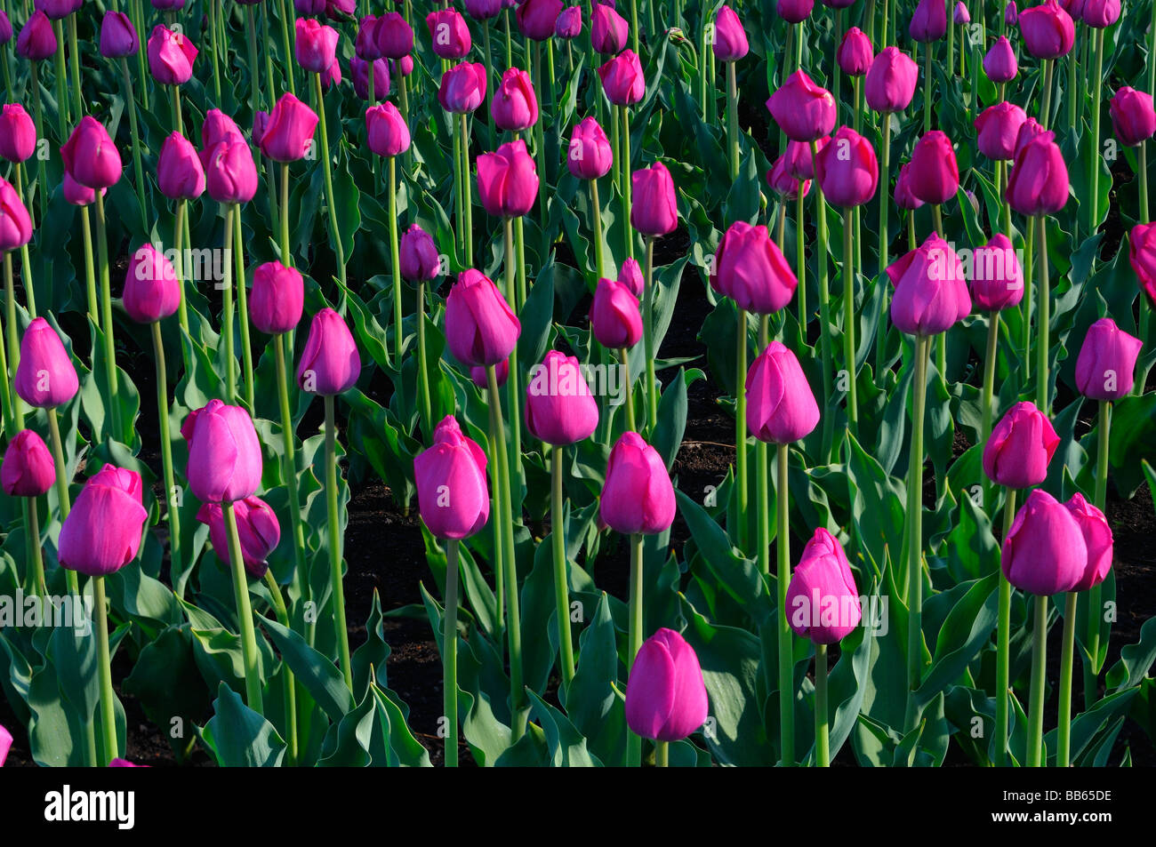 Lit de jardin de fleurs tulipes violet attila au festival des tulipes d'ottawa tôt le matin Banque D'Images