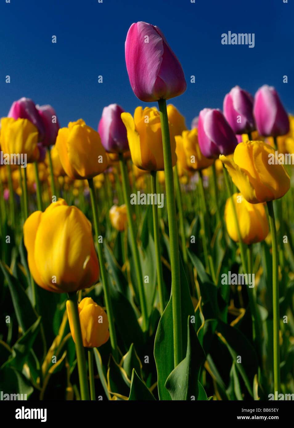 Close up of yellow garant et purple white ollioules tulipes Hollandaises au festival des tulipes d'ottawa jardin avec ciel bleu Banque D'Images
