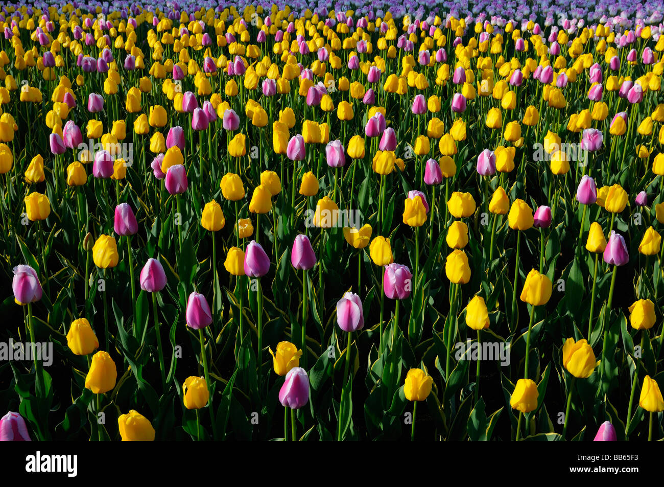 Lit d'sidelit gardne garant jaune et blanc violet ollioules tulipes Hollandaises au festival des tulipes d'Ottawa au printemps Banque D'Images