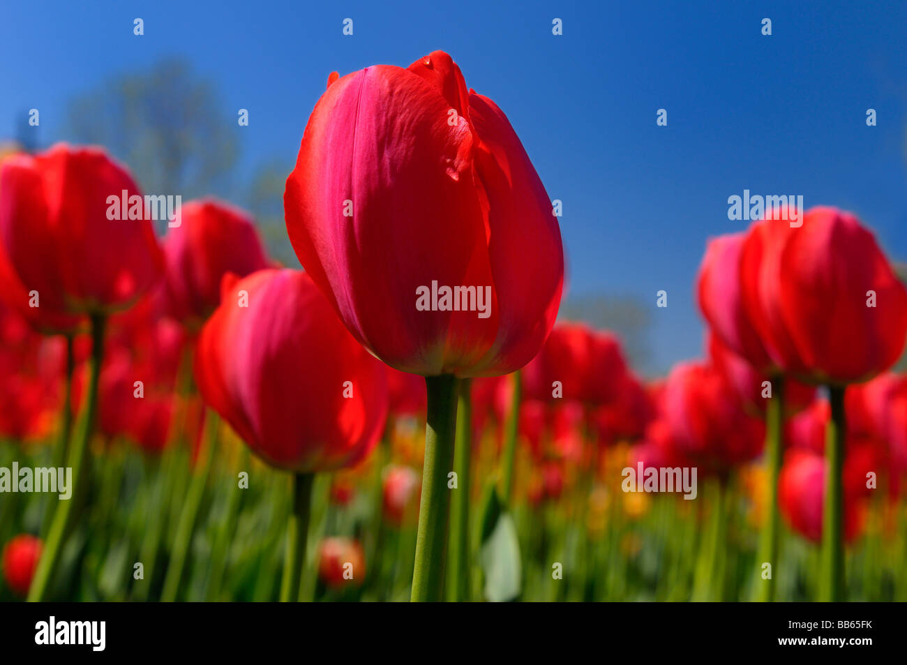 Close up of garden bed de Gordon Cooper rouge tulipes Hollandaises au Festival des tulipes d'Ottawa avec ciel bleu Banque D'Images