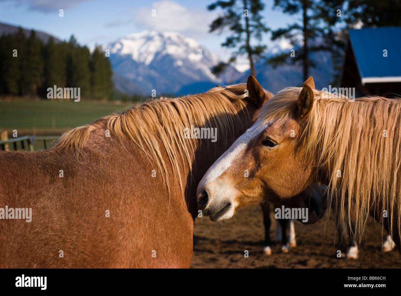 Avec le nord de la chaîne des Cascades dans l'arrière-plan, chevaux de partager un secret dans un corral à Mazama, Washington. Banque D'Images