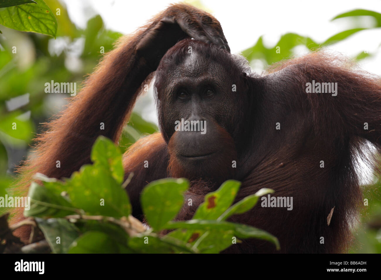 Portrait d'un orang-outan de Bornéo Rainforest Reserve Sepilok Kabili Banque D'Images