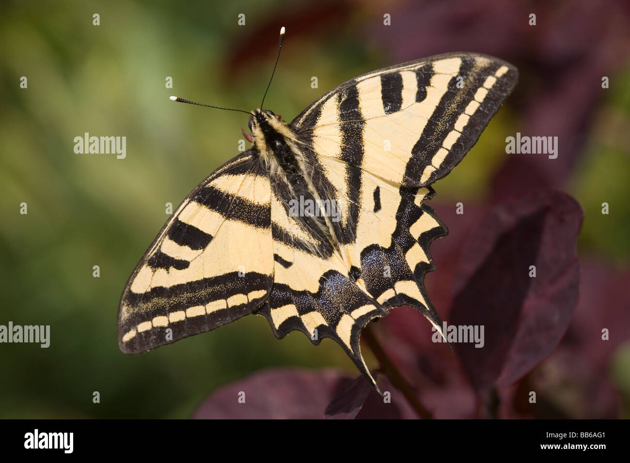 Le sud de Swallowtail Butterfly se reposant avec des ailes ouvrir Banque D'Images