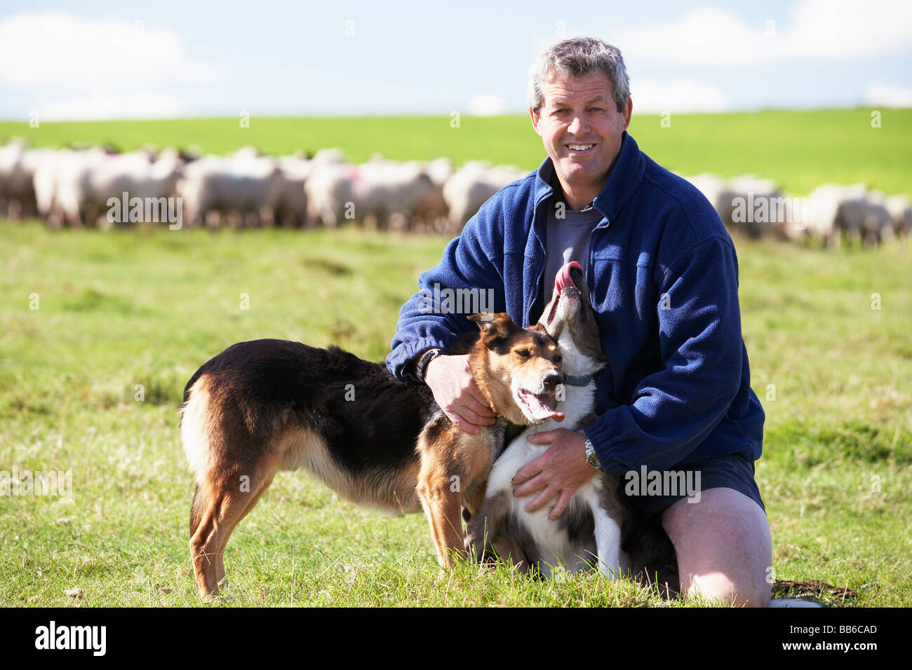 L'ouvrier agricole avec troupeau de moutons Banque D'Images
