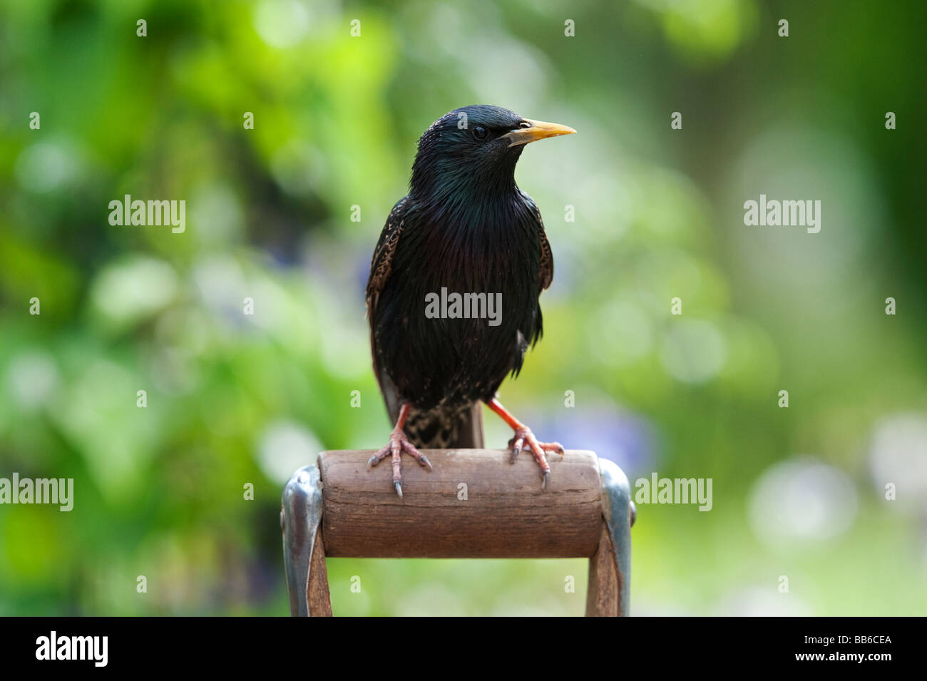Sturnus vulgaris. Starling sur une poignée en bois chat dans un jardin anglais Banque D'Images