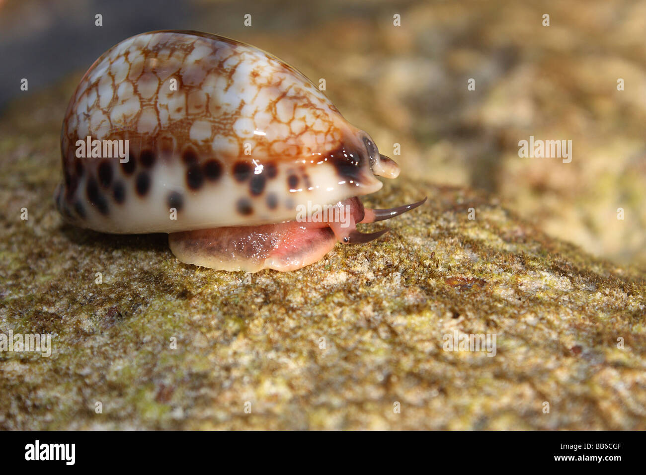 Cauris Banque de photographies et d'images à haute résolution - Alamy