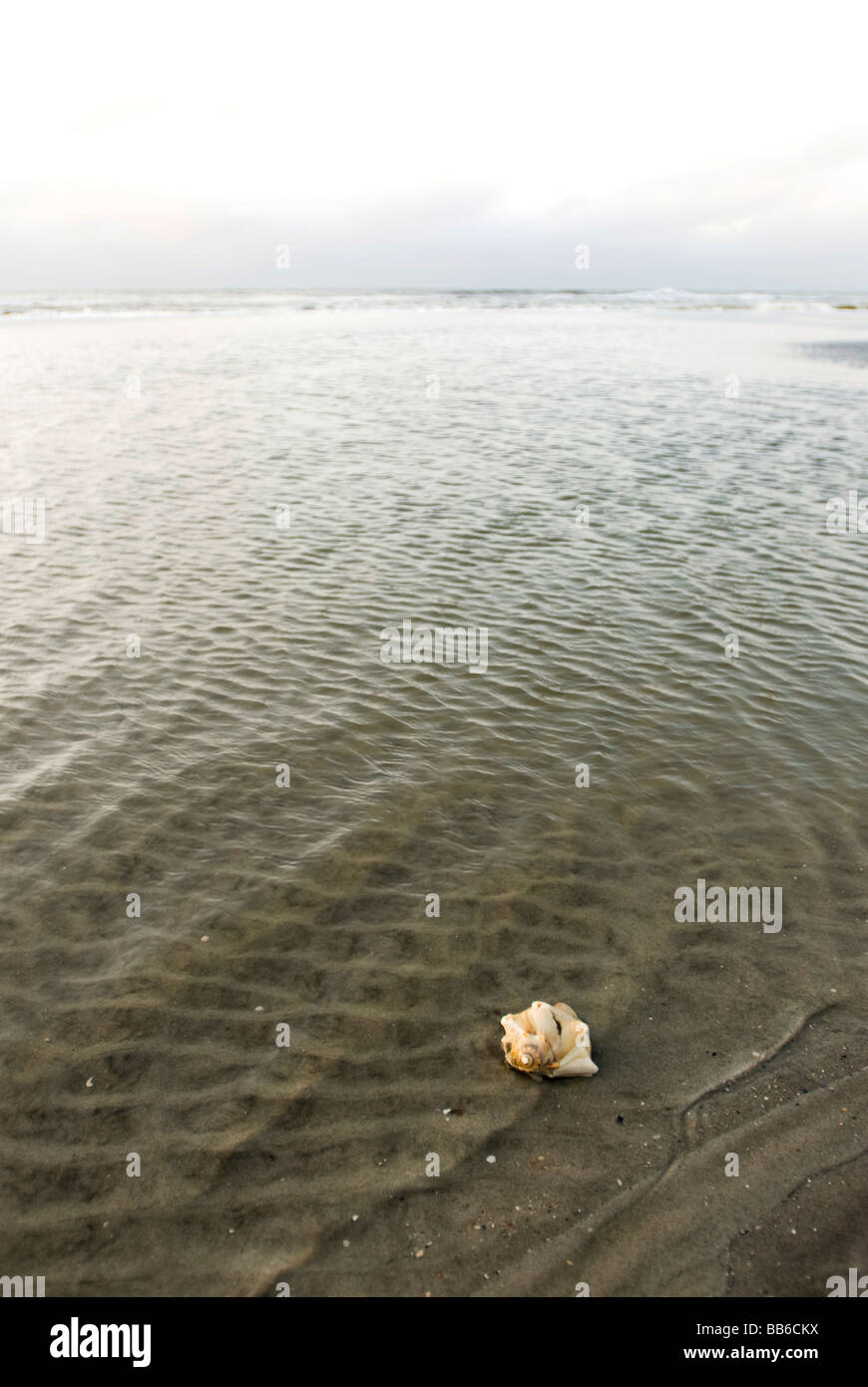 Sea Shell sur le rivage Banque D'Images